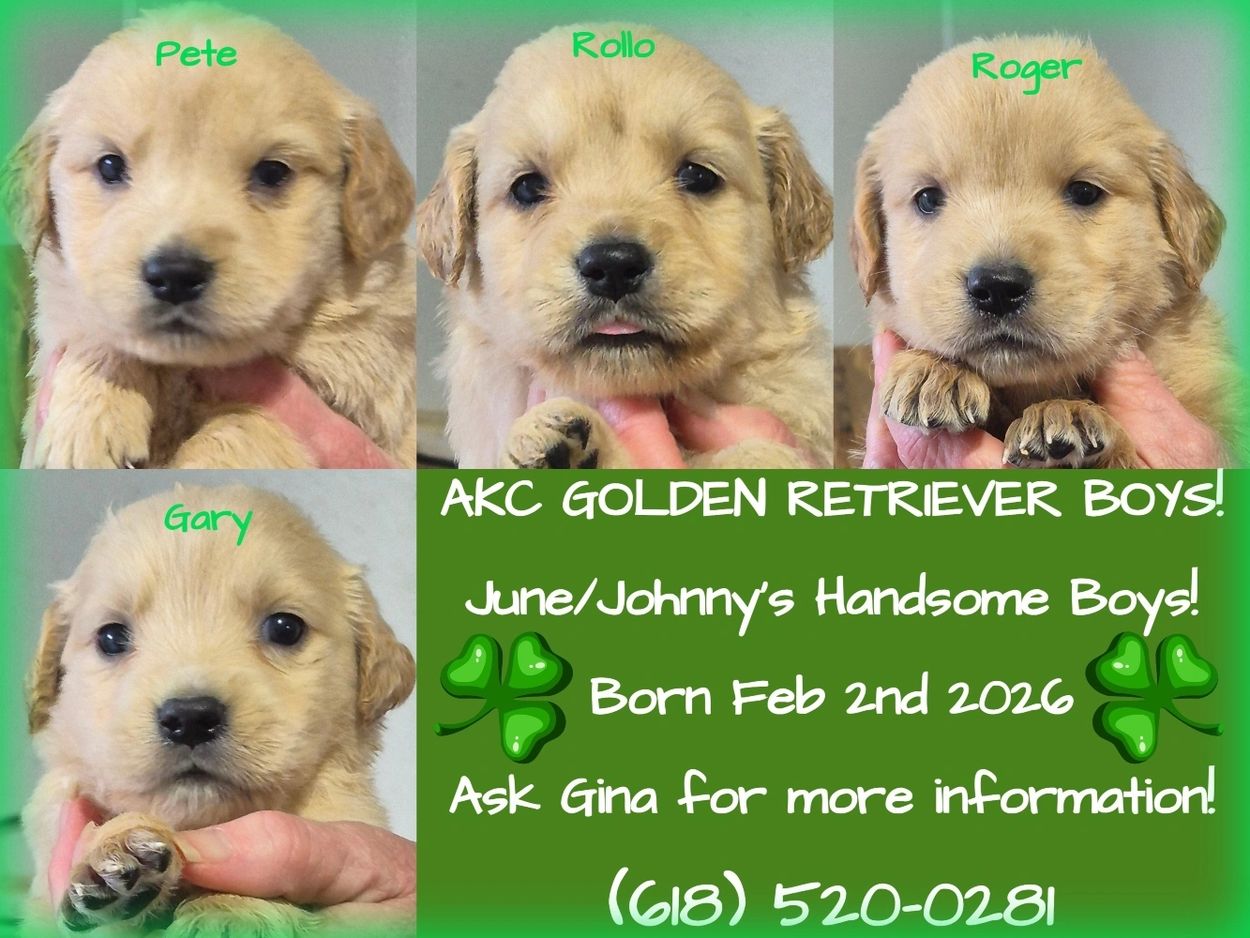 AKC Golden Retriever Pups