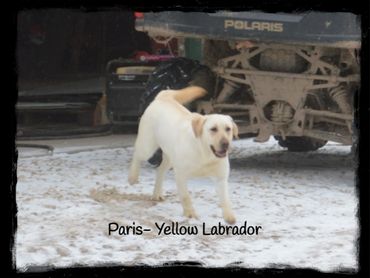 Yellow Labrador