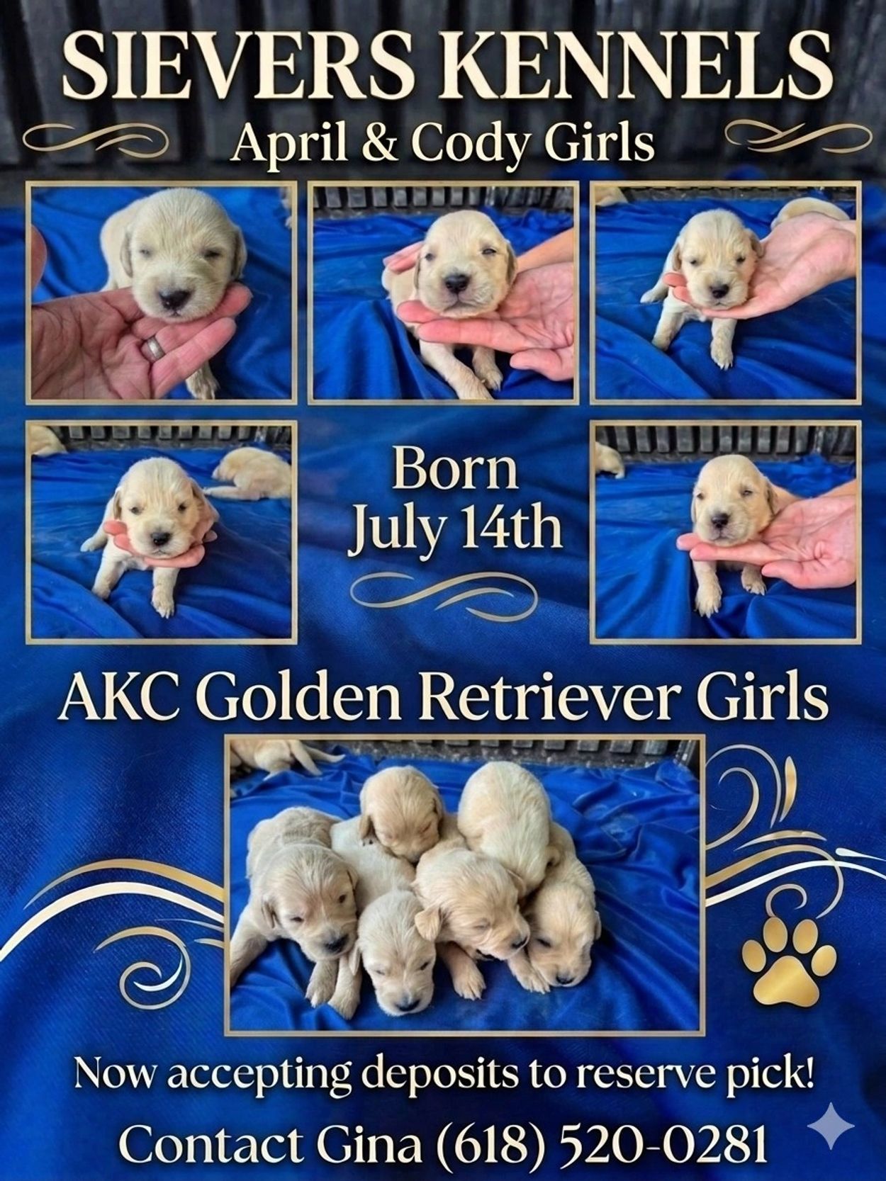 AKC GOLDEN RETRIEVER PUPS



