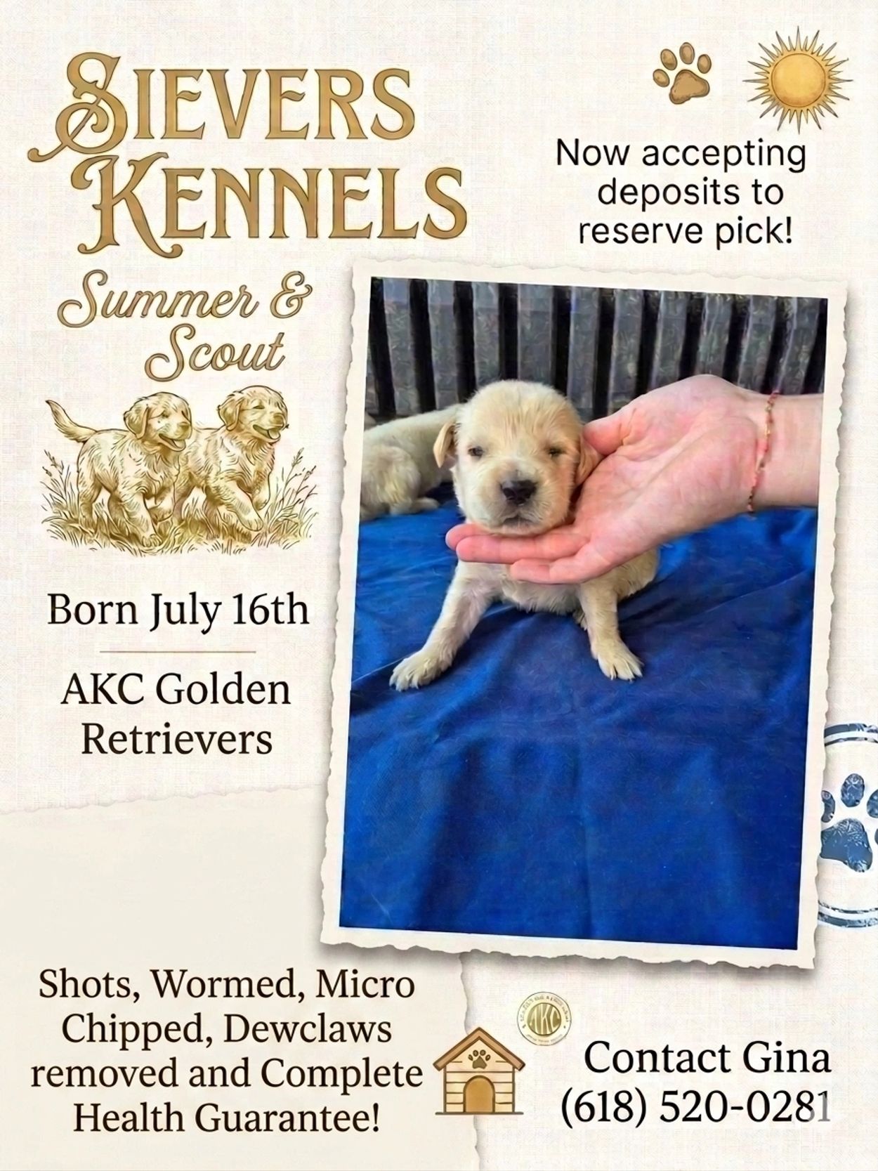 AKC GOLDEN RETRIEVER PUPS
