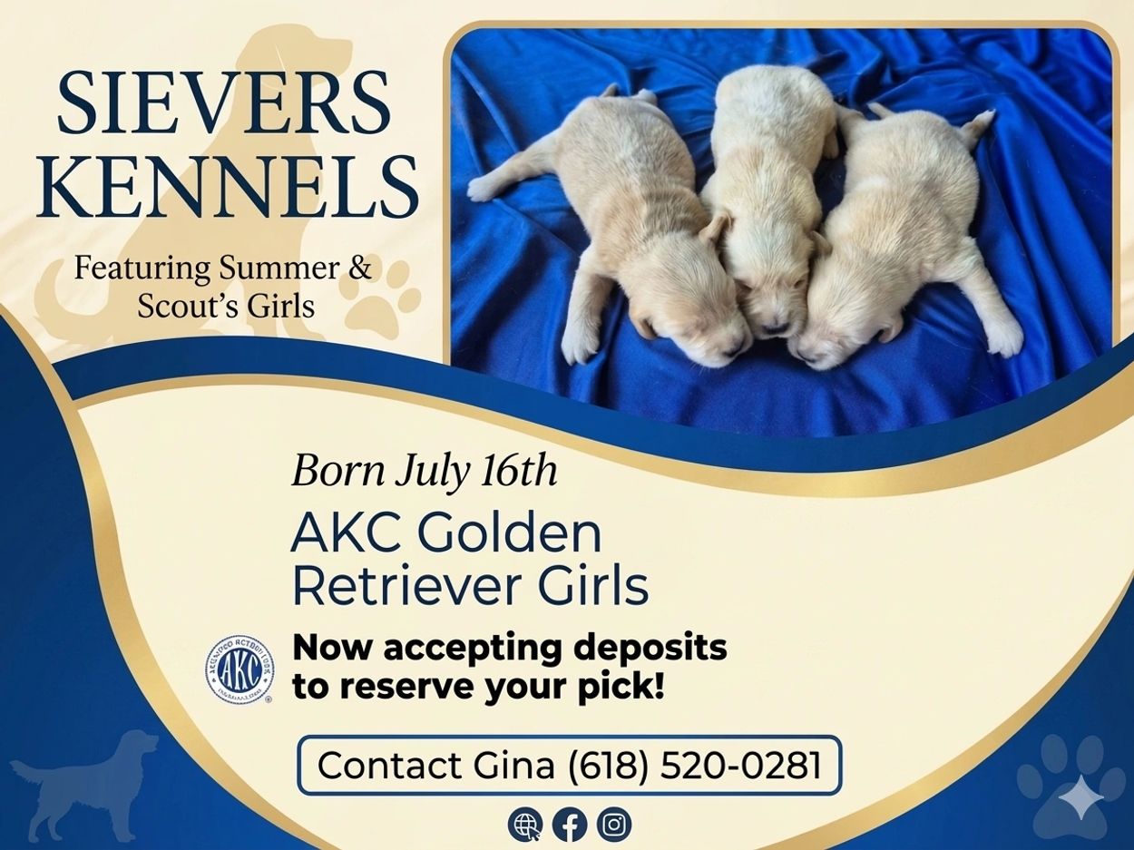 AKC SIEVERS KENNELS GOLDEN RETRIEVERS