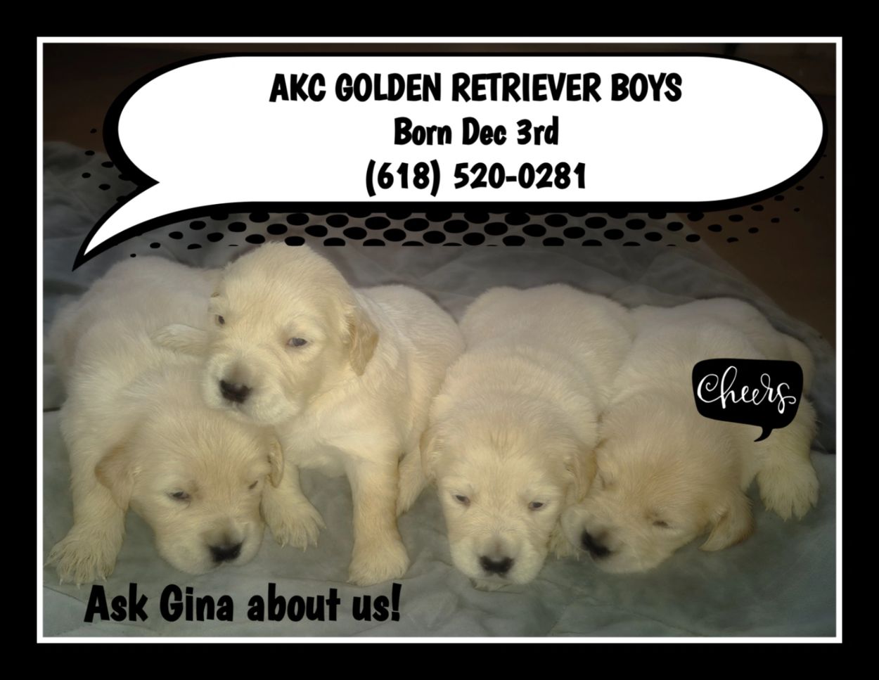 AKC GOLDEN RETRIEVER PUPS
