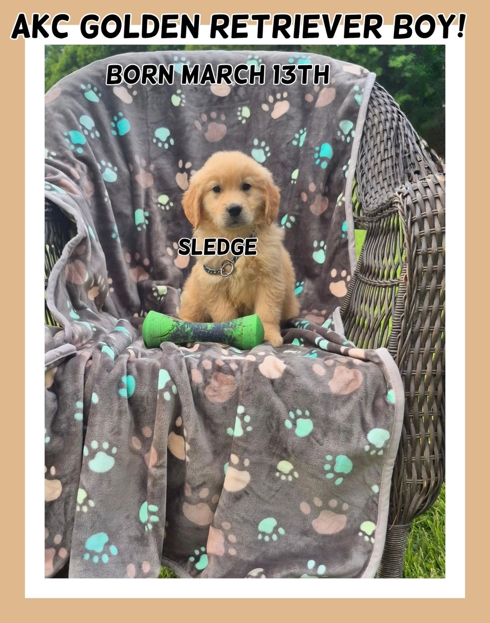 AKC GOLDEN RETRIEVER PUP
