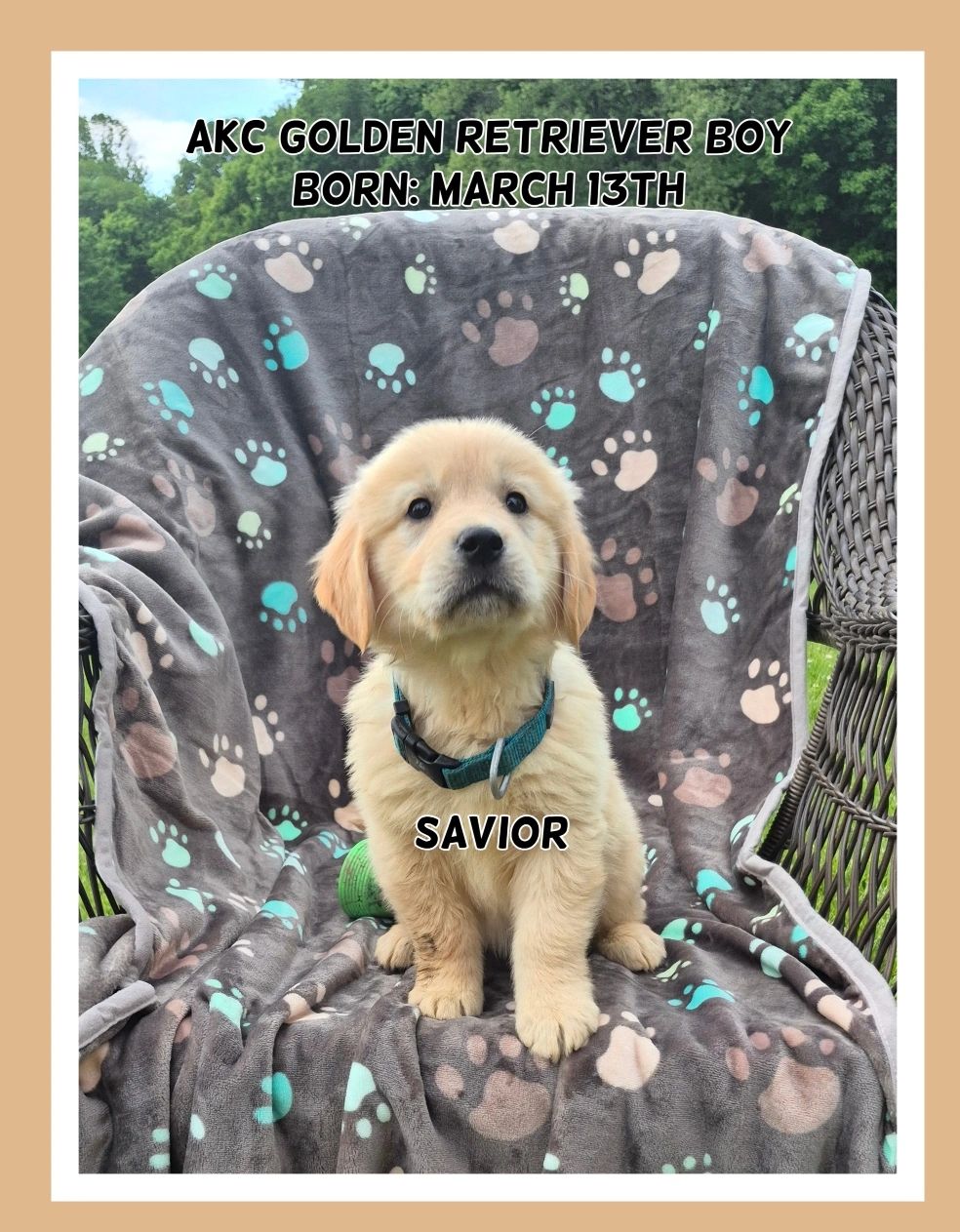 AKC GOLDEN RETRIEVER PUPPY