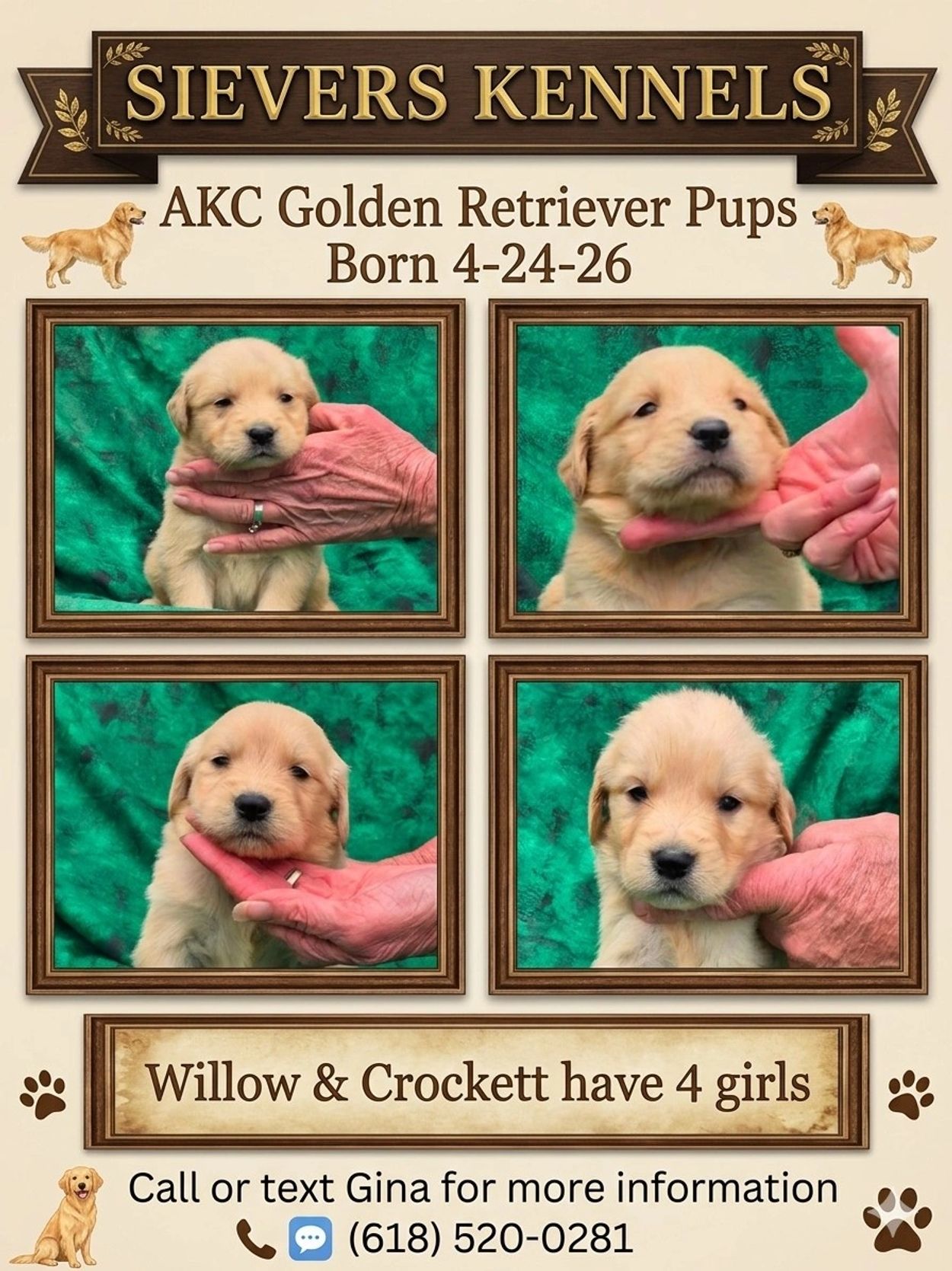 Golden Retriever Pups