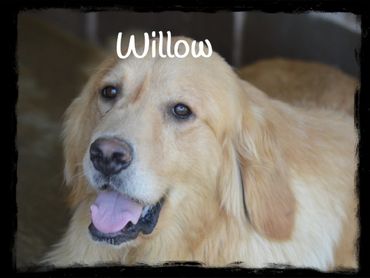 AKC GOLDEN RETRIEVER