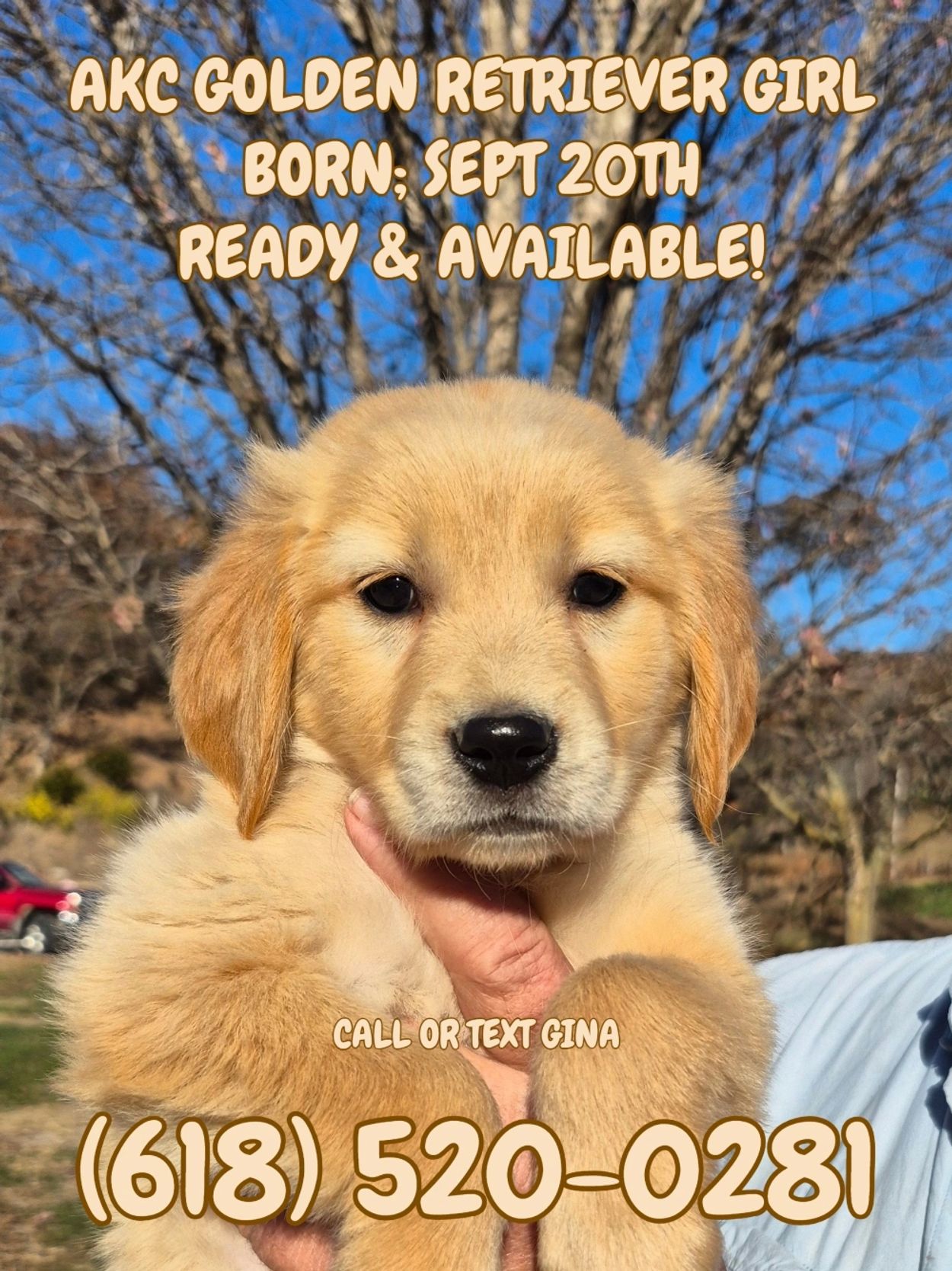 AKC GOLDEN RERIEVER PUP