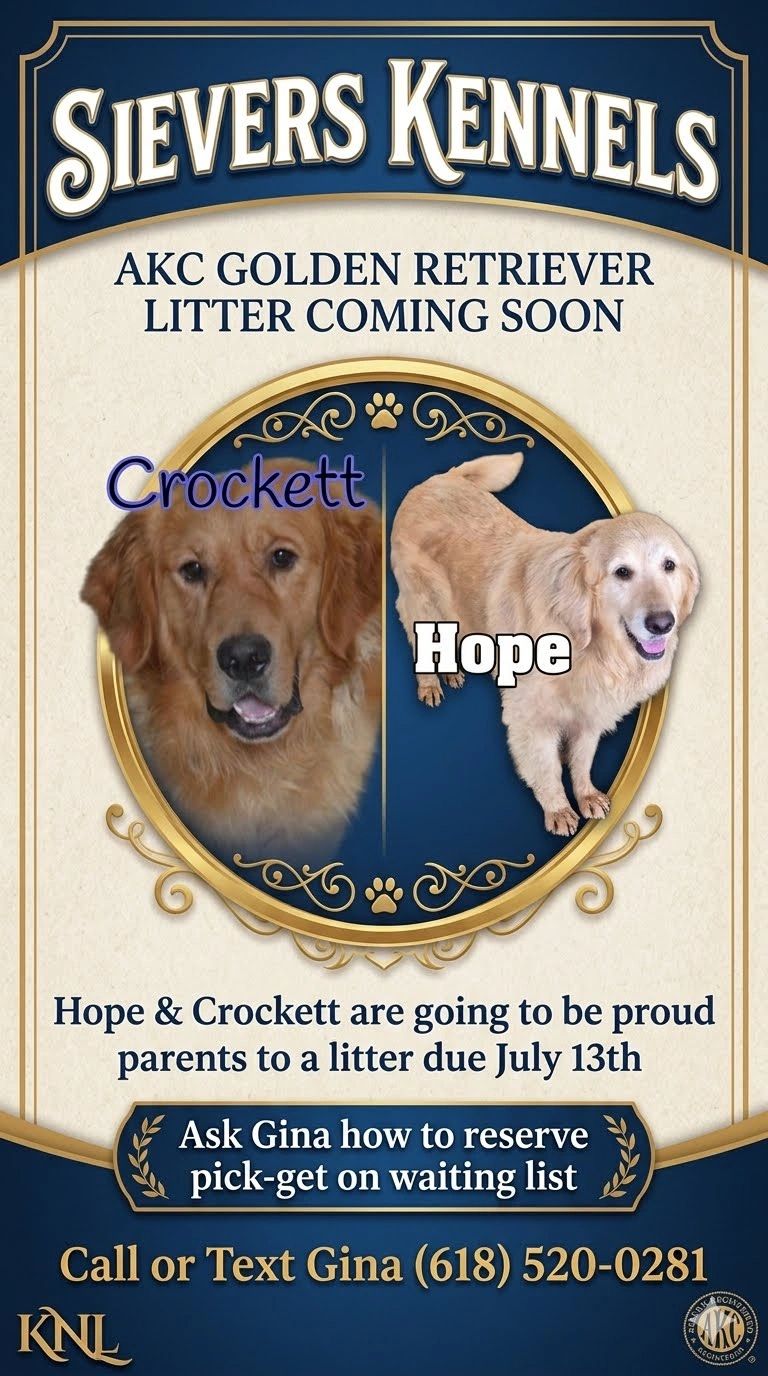 AKC GOLDEN RETRIEVER LITTER