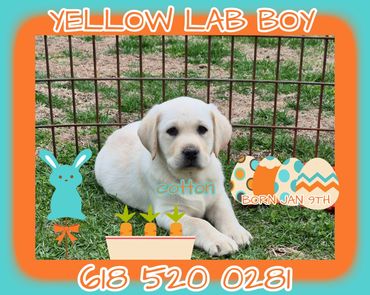 YELLOW LAB PUPPY