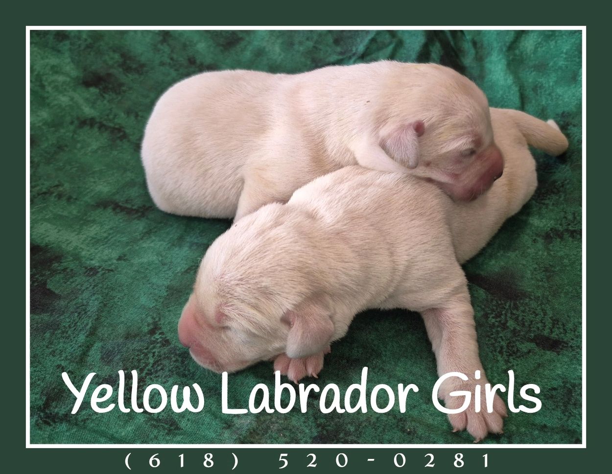 yellow lab puppies