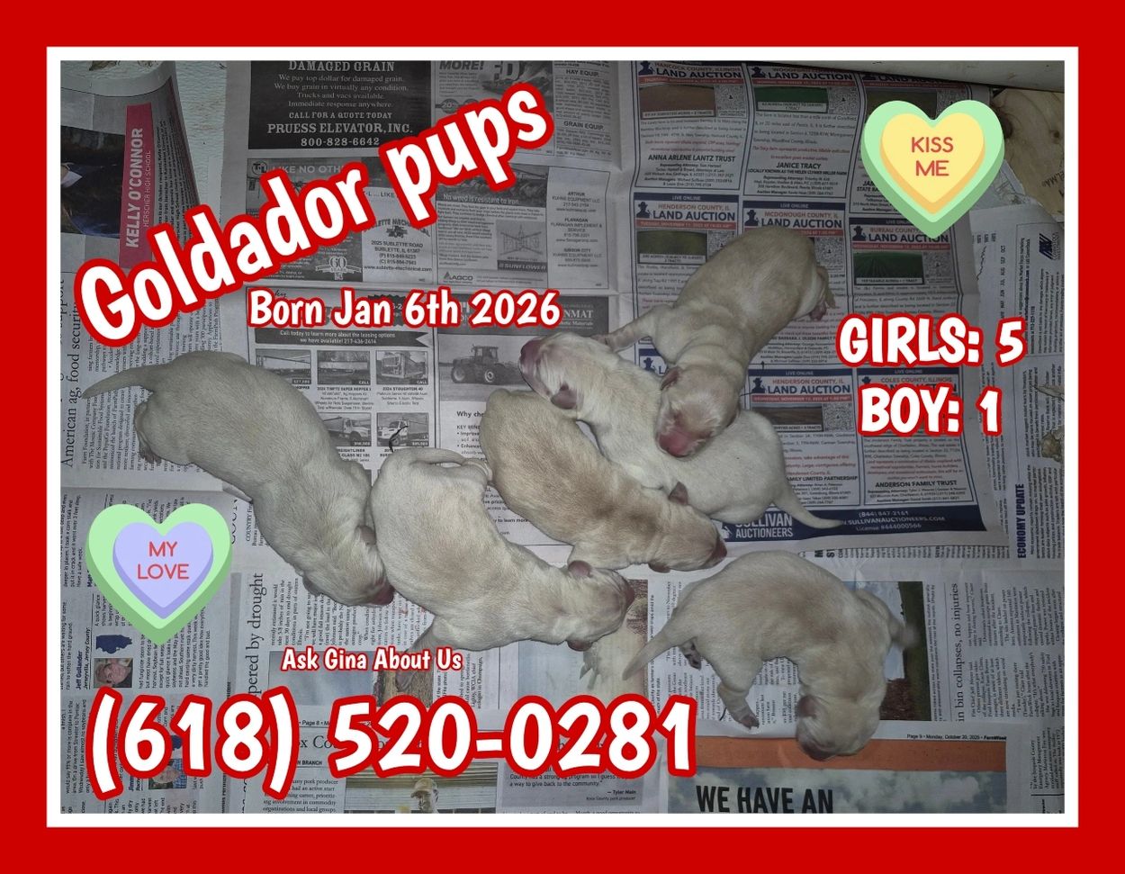 GOLDADOR PUPS