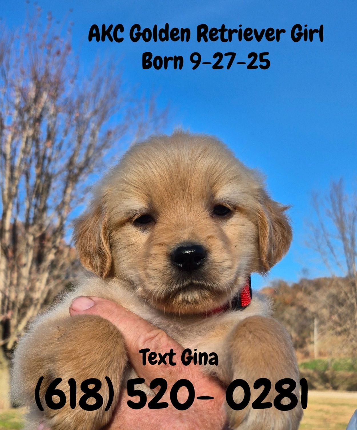 AKC Golden Retriever Girl-oh what can I say about her. 