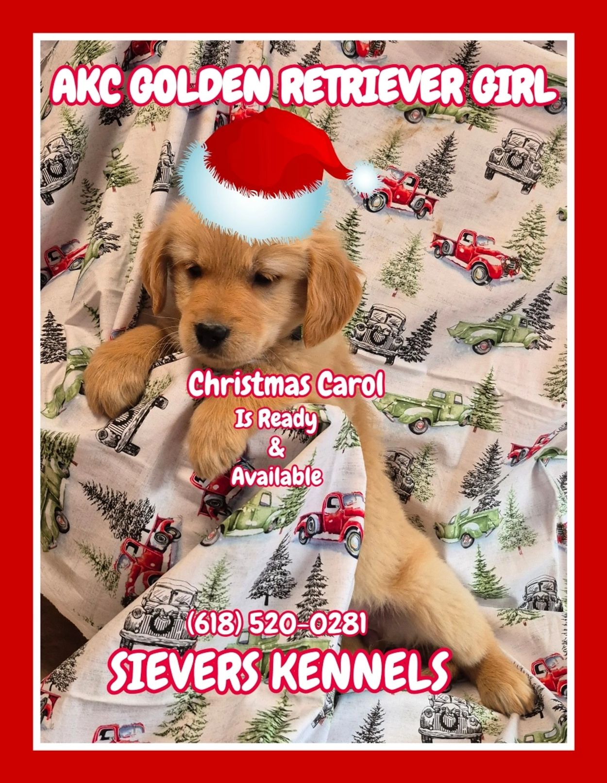 AKC Golden Retriever Puppy