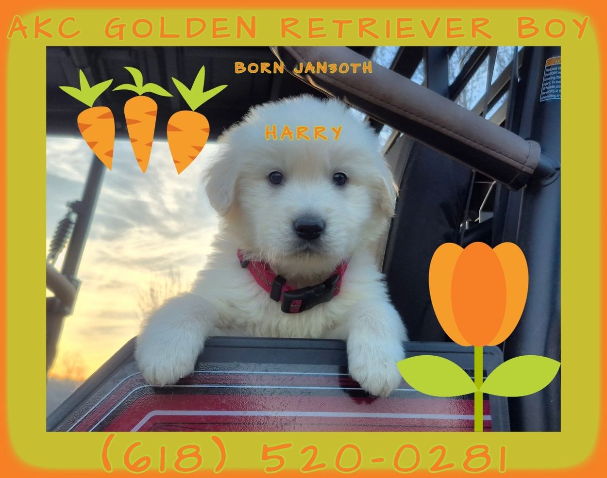 AKC GOLDEN RETRIEVER BOY
