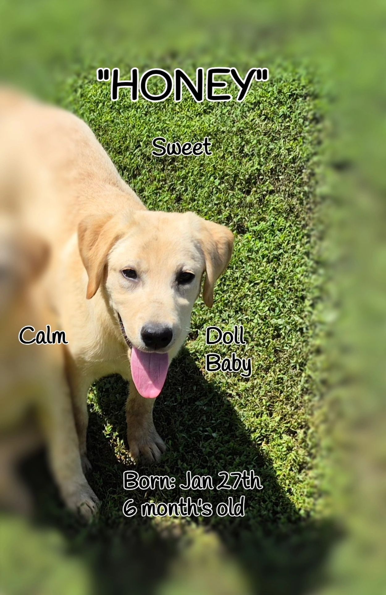 UKC Yellow Labrador Pup