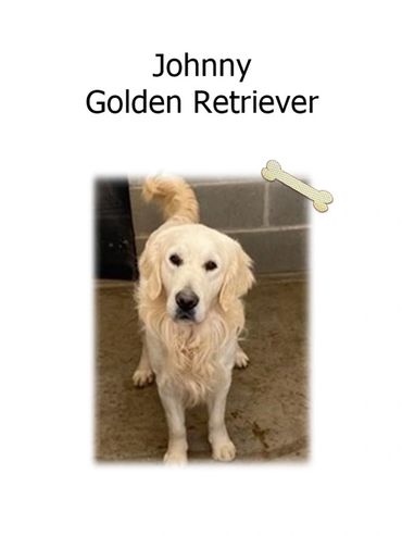 AKC GOLDEN RETRIEVERS