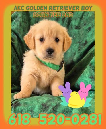 AKC GOLDEN RETRIEVER