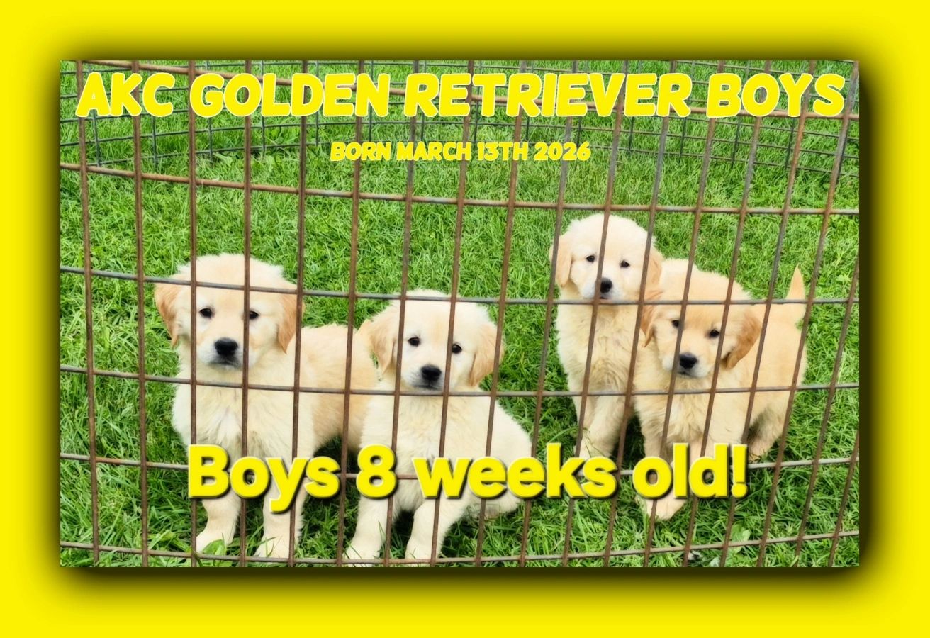 Four adorable 8-week-old Golden Retriever puppies behind a fence.