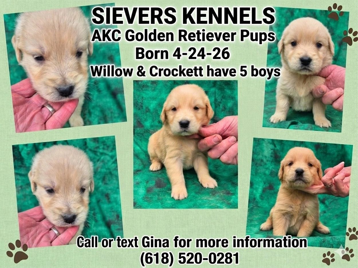 Golden Retriever Pups