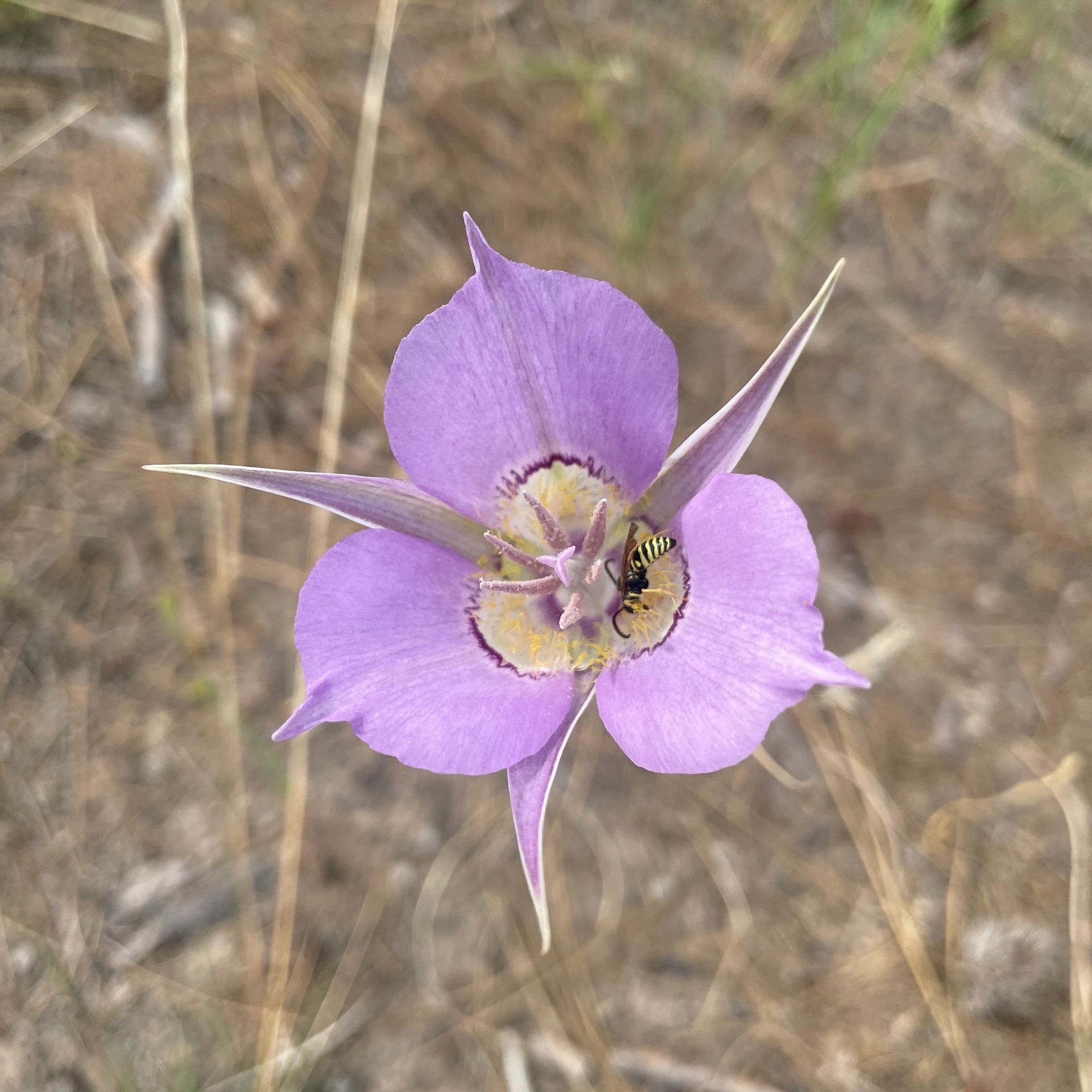 First Food Pollinators | LIGHT Foundation
