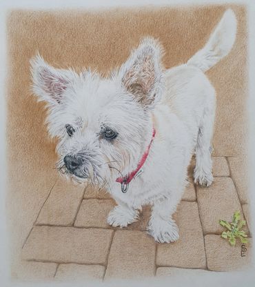 White dog with a red collar standing on a tiled floor.