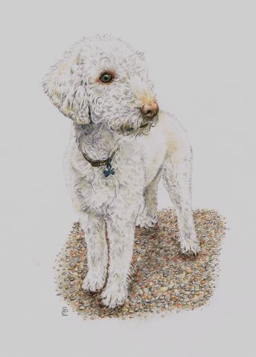 Derwent Artists Pencils on medium weight cartridge paper