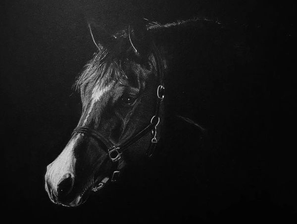 Dark Horse Portrait 