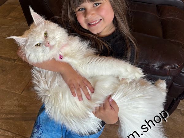 My Granddaughter Gena Holding Snow Flake (Maine Coon 11mo old)