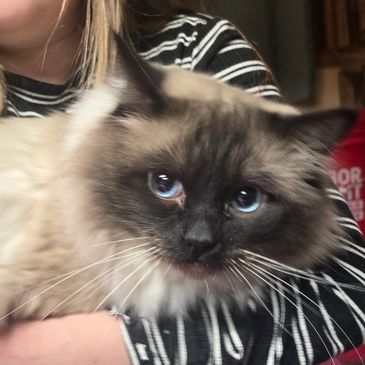 Person holding a fluffy cat with striking blue eyes.