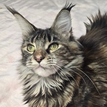 Fluffy Maine Coon cat with tufted ears lying on a soft white blanket.