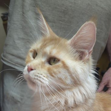 Fluffy orange tabby cat stretching on a soft pink blanket.