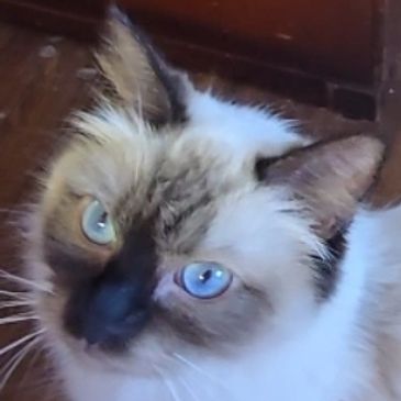 #RagDoll #Traditional, #Cat, #kitten, #TICA