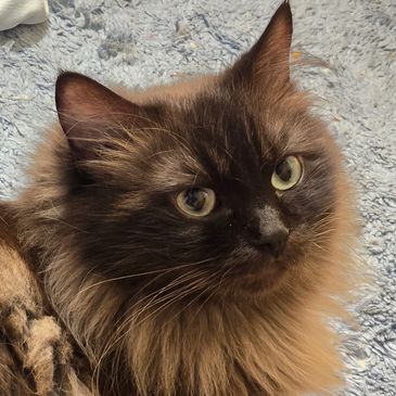 Fluffy brown cat with striking green eyes lying on a blue textured rug.