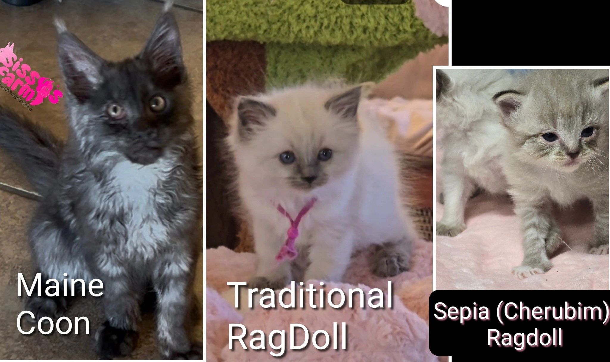 Three adorable kittens: Maine Coon, Traditional RagDoll, and Sepia Ragdoll.