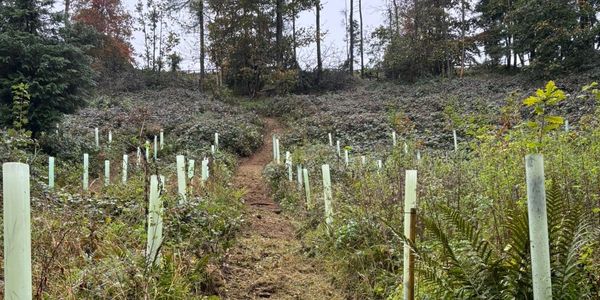 Path cut through middle of brambles and fern's