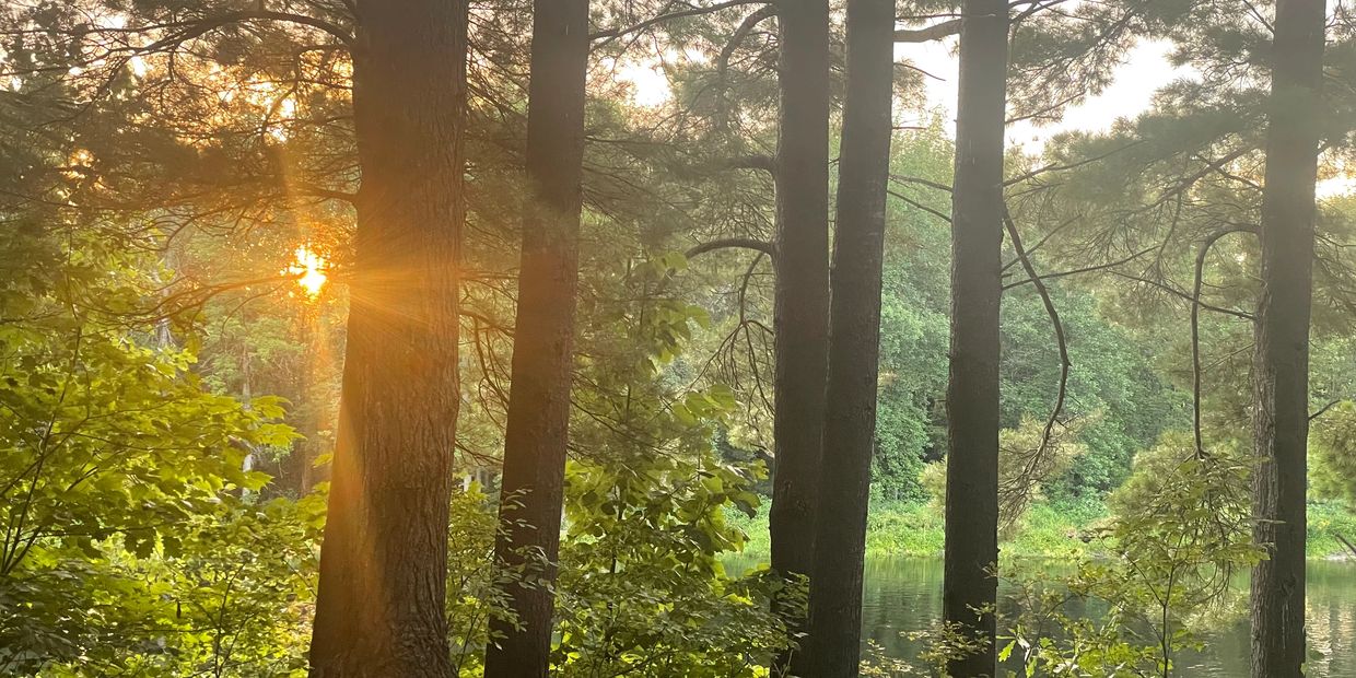 Photo of the woods with sun peaking through canopy.