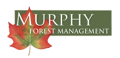 Murphy Forest Management