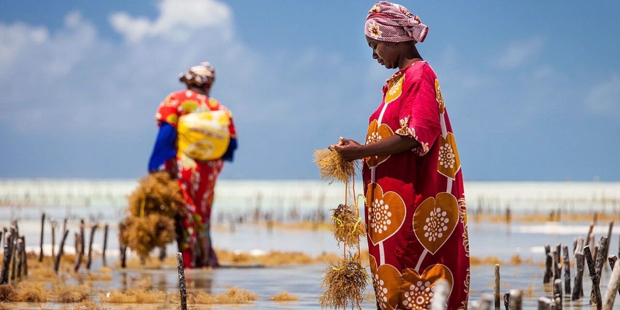 Two women harvesting seaweed in the shallow ocean under a cloudy sky.