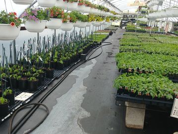 Beginning in April- tomato plants-#3 Greenhouse