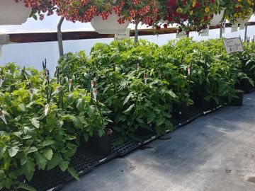 Gallon tomato plants-all varieties