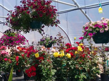 Rose section in #4 Greenhouse