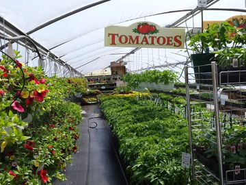 Tomato section in #3 Greenhouse