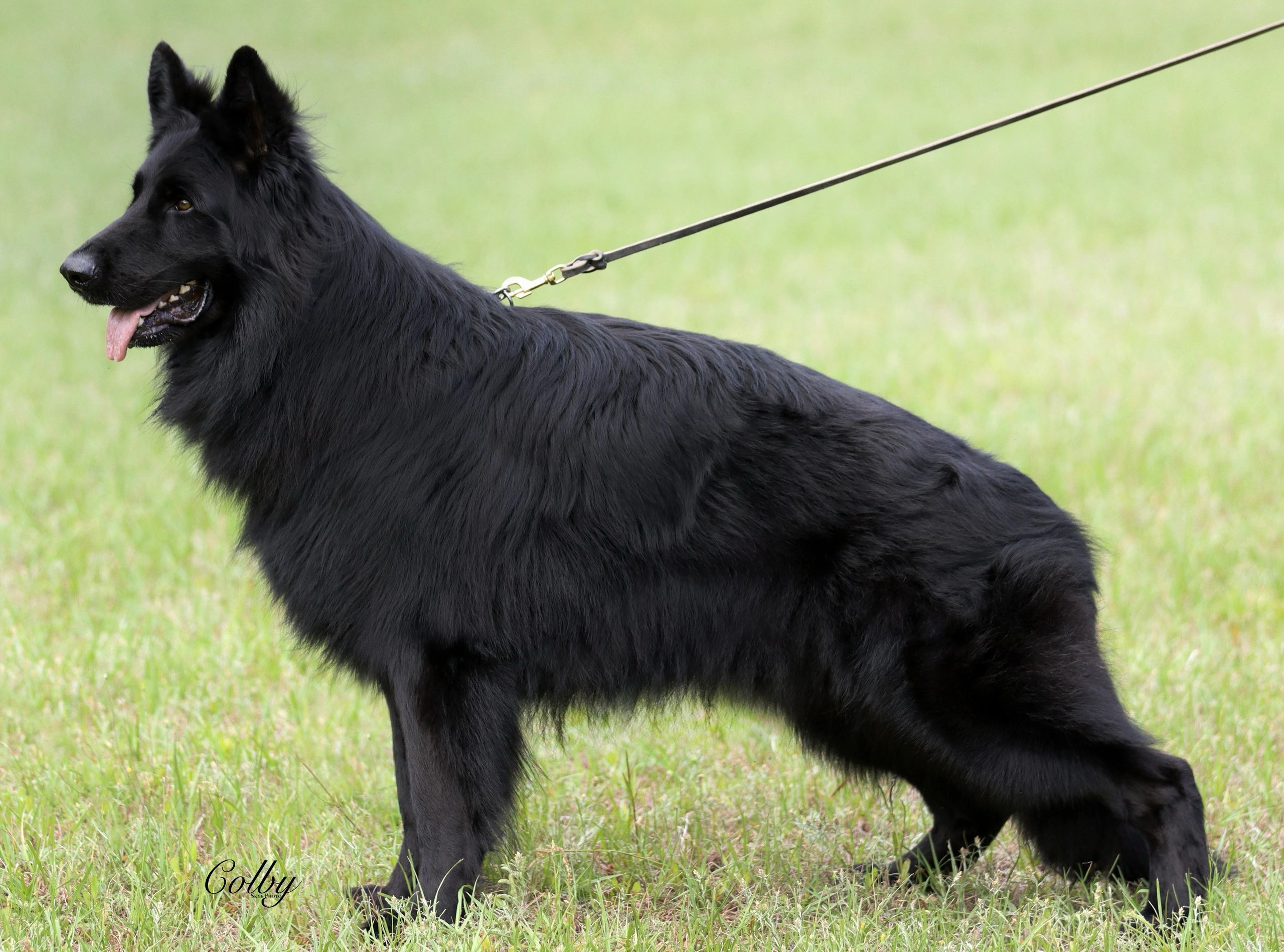 Hannibal Canine Extreme