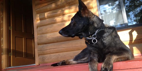 A dog that is calm stable and observant to the environment .