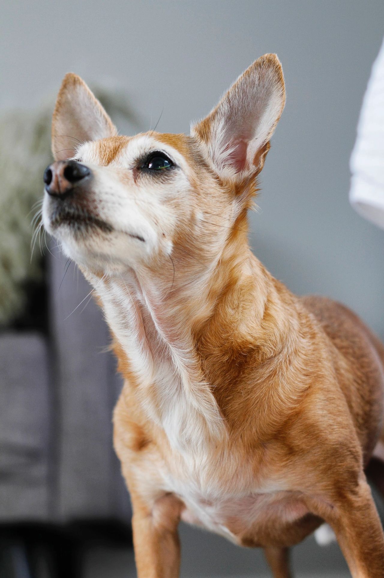 Por qué amar a un Chihuahua?