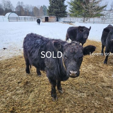 Black cows standing in a snowy farmyard with a sold sign on one.
