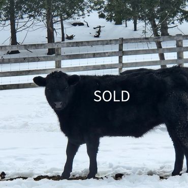 Black cow standing in snowy field with a SOLD sign.
