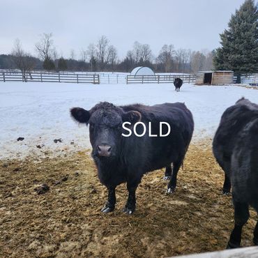 Black cows in a snowy farm field with a SOLD sign on one cow.