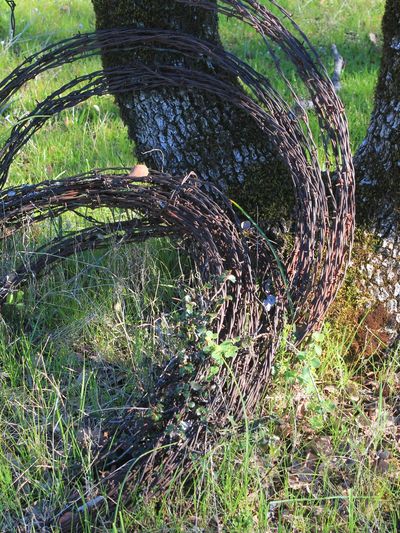 Fence wire near a tree