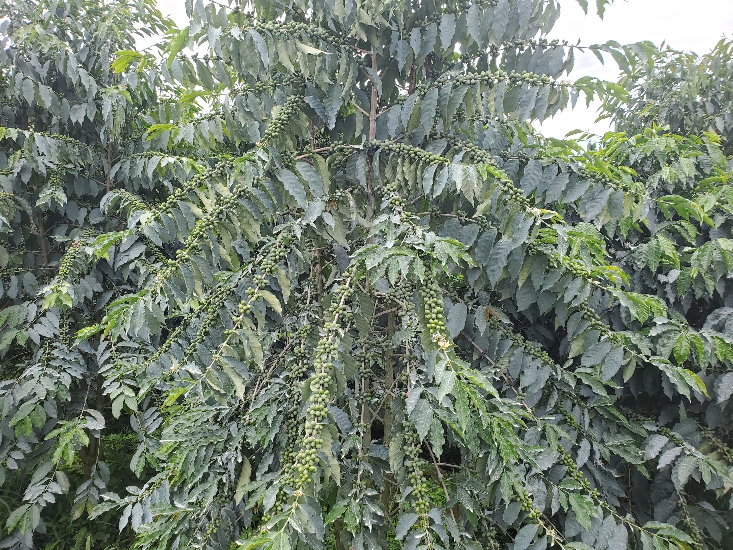 Sloan Farms Kona Coffee in Captain Cook